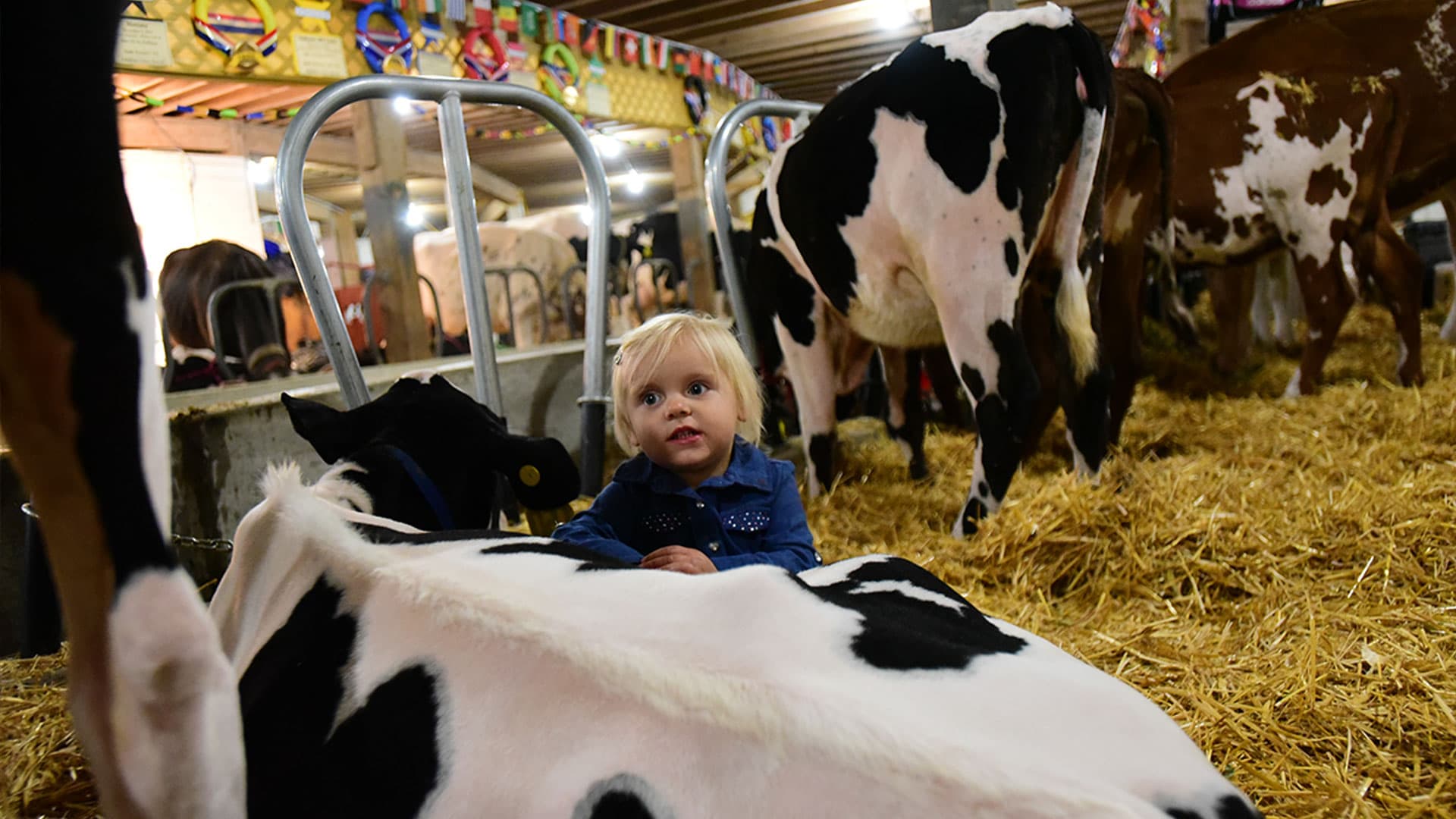 Girl with dairy cow at Central Wisconsin State Fair Marshfield WI