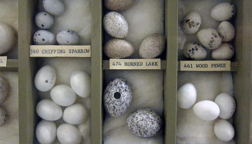 Stierle Bird Exhibit